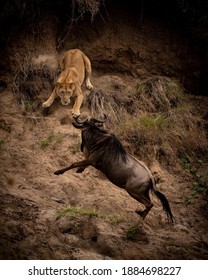 Wildebeest vs lion on the steep slope of the sandy cliff of the river bank