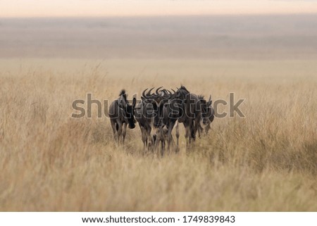 Similar – wildebeest in Masai Mara National Park in Kenya Africa