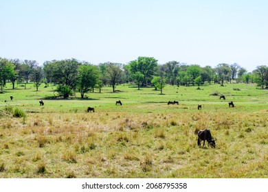 Wildebeests (Connochaetes) At Serengeti National Park, Tanzania. Great Migration. Wildlife Photo