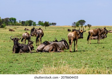 Wildebeests (Connochaetes) At Serengeti National Park, Tanzania. Great Migration. Wildlife Photo