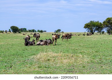 Wildebeests (Connochaetes) At Serengeti National Park, Tanzania. Great Migration. Wildlife Photo