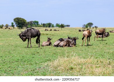 Wildebeests (Connochaetes) At Serengeti National Park, Tanzania. Great Migration. Wildlife Photo