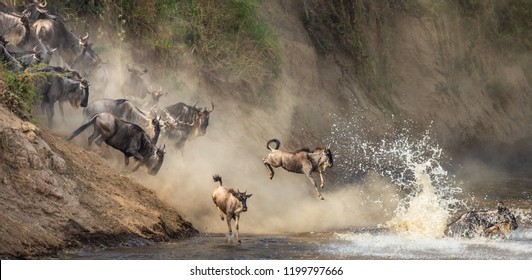 Wildebeests are crossing  Mara river. Great Migration. Kenya. Tanzania. Maasai Mara National Park. An excellent illustration. - Powered by Shutterstock