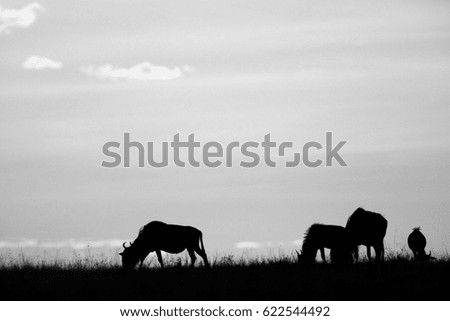 Wildebeests during sunset