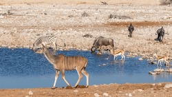 Wildebeests, Kudu And Springbok Drinking At The Okaukuejo Waterhole, Etosha National Park, Namibia.