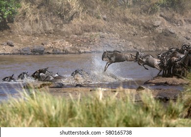 Wildebeests Mara River Crossing