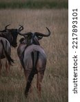 Wildebeests in their natural state in Tanzania, East Africa. 