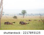 Wildebeests in their natural state in Tanzania, East Africa. 