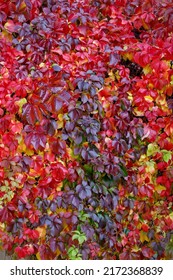 Wilder Wein - Virginia Creeper - Parthenocissus Quinquefolia. Floral Background For Wedding Invitation,postcard Or Flower Shop Flyer.