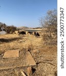 Wilderbeast feeding in arid landscape near lake