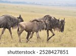 Wilderbeast walking in the savannah.