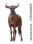 wilderbeast, wildebeest isolated on white background. This has clipping path.