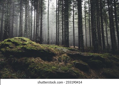 wilderness landscape forest with pine trees and moss on rocks - Shutterstock ID 255190414