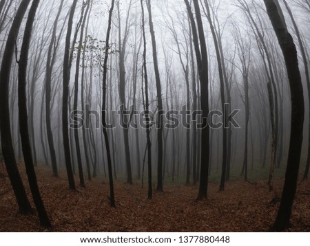 Similar – Image, Stock Photo Lost Forest Fog Tree