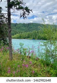 Wilderness Views Of The Kenai River Area 