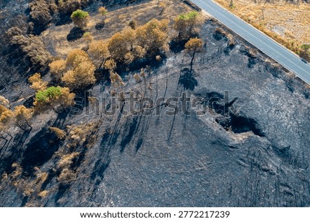 Wildfire aftermath with charred trees and ash The Concept of climate change