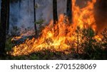 Wildfire burning in the forest