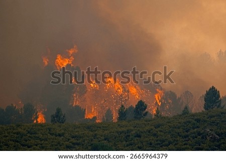 Wildfire burning forest hillside, generating massive smoke plume rising through charred landscape during heavy fires in El Bierzo, Leon, Spain