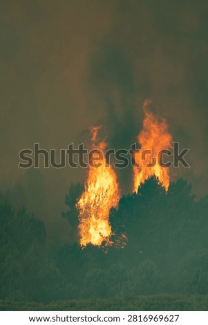 Wildfire burning out of control, consuming trees and generating immense smoke, an environmental catastrophe