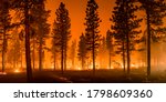 Wildfire burns ground in forest