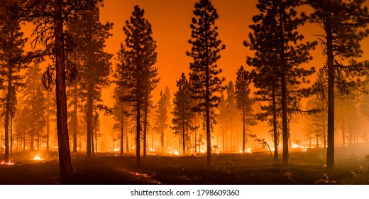 Wildfire burns ground in forest - Shutterstock ID 1798609360