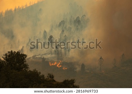 Wildfire consuming trees and vegetation across a hillside, creating a thick haze of smoke. This event signifies environmental destruction