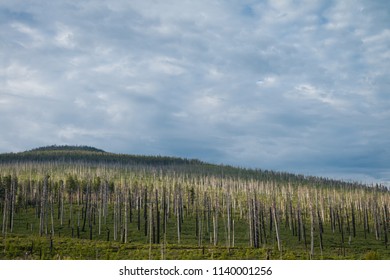 Wildfire Damage Burned Trees In Central Oregon Cascade Lakes Highway