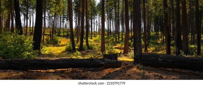 Wildfire Damaged Burnt Pine Trees Near Paradise Lake In Maglia, Northern California