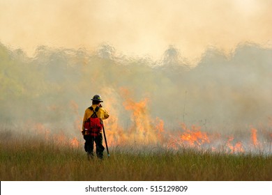 Wildfire In Everglades, Grass In Flame And Fume. Fire Fighter Working With Wildfire. Wildlife Scene From Nature. Forest From In February, Florida, USA.