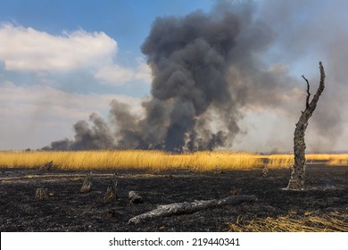 Wildfire in the field with dry grass with a burned trees on a foreground