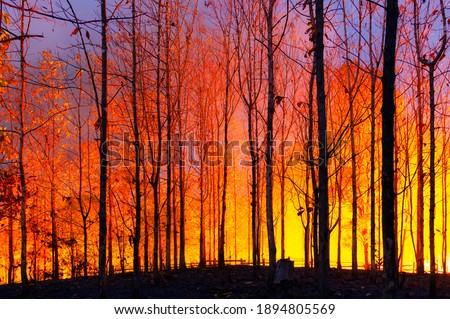 Wildfire, Forest Fire, Burning Trees in Red and Orange High Heat at Night in the Forest. On the mountains of northern Thailand, soft focus