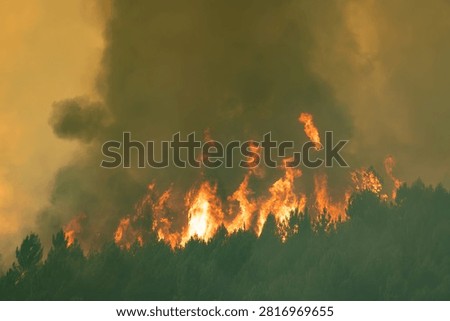 Wildfire intensely burning a dense forest, producing immense smoke plumes and causing environmental destruction