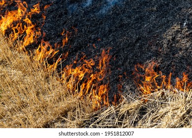 Wildfire On Wheat Field Stubble After Harvesting Near Forest. Burning Dry Grass Meadow Due Arid Climate Change Hot Weather And Evironmental Pollution. Soil Enrichment With Natural Ash Fertilizer