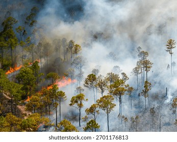 Wildfire outbreak devastates Florida forest, filling the air with smoke and glowing embers as flames consume underbrush