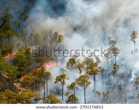 Wildfire outbreak devastates Florida forest, filling the air with smoke and glowing embers as flames consume underbrush