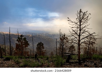 Wildfire Recovery Mountain With Trees