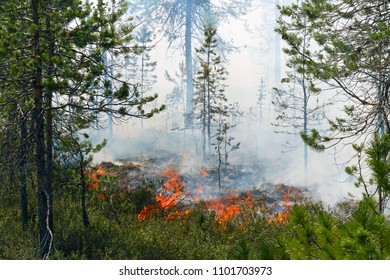 Wildfire In A Taiga, Siberia, Russia