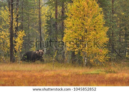 Similar – Image, Stock Photo Brown Bear Safari Hunter