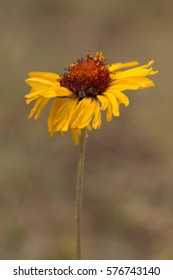 Wildflower In Bow Valley Provincial Park