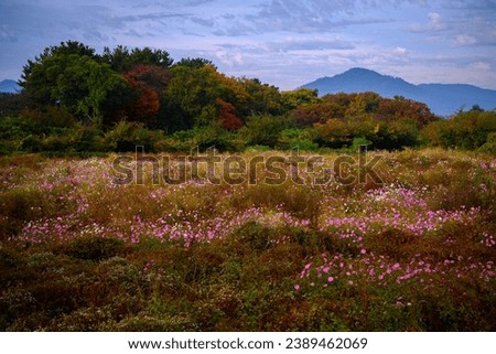 Wildflower Cosmos bushes growing in the uncultivated pasture next to the pine forest in Gyeongju City next to Nam Chon or South River in Korea, autumn landscape