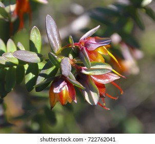 Wildflower Darwinia citriodora,  lemon-scented darwinia or lemon scented myrtle, is a plant in the myrtle family Myrtaceae and is endemic to the south-west of Western Australia.
