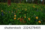   Wildflower field in the Ochoco Mountains                      