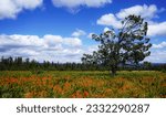  Wildflower field in the Ochoco Mountains                       