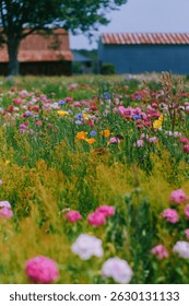 wildflower filed, wildflowers blooming, wildflower, wildflowers