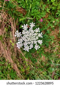 Wildflower In Francis Marion National Park