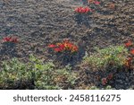 wildflower grassland in there thermal volcanic area of Bumpass hell in the lassen volcanic national park, california