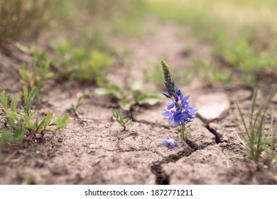 wildflower grows from a crack in the ground, dryness in summer