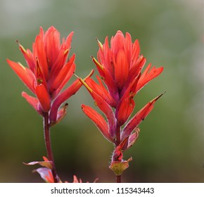 Wildflower: Indian Paintbrush, the state flower of Wyoming, against a natural green background.  Selective focus on the bloom to the right.  Mount Rainier National Park, Washington.