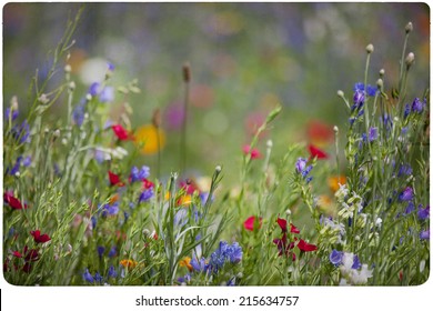 Wildflower Meadow Background 