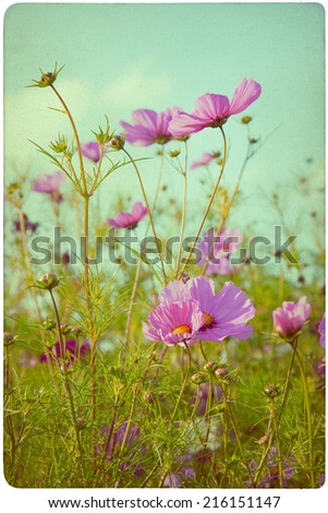 Anemonae Autumn Anemone